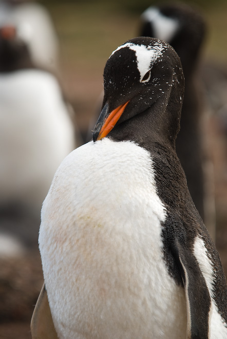 Gentoo