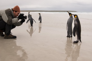 Fotógrafo y pingüinos rey