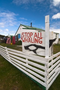 Stop all whaling