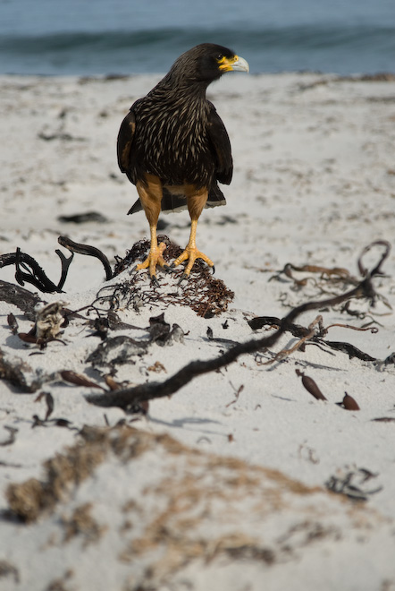 Caracara estriado