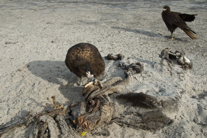 Jóvenes caracaras estriados