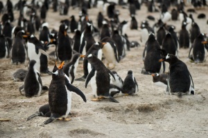 Colonia de pingüinos gentoo