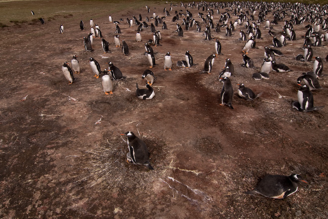 Colonia de pingüinos gentoo