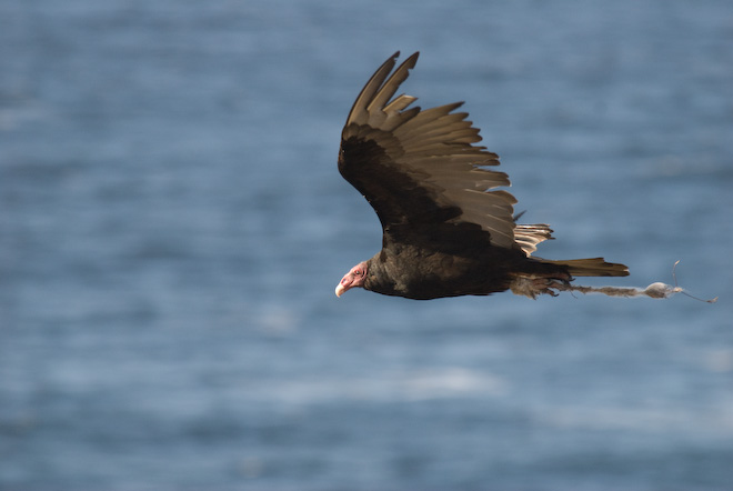 Jote, oripopo o aura (turkey vulture)