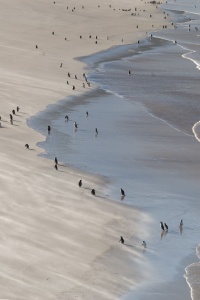 Pingüinos en la playa