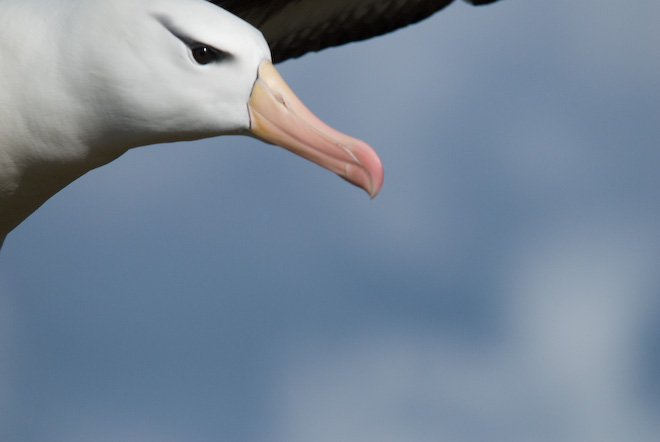 Detalle de albatros ojeroso