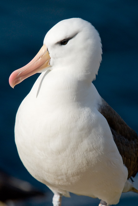 Retrato de albatros ojeroso