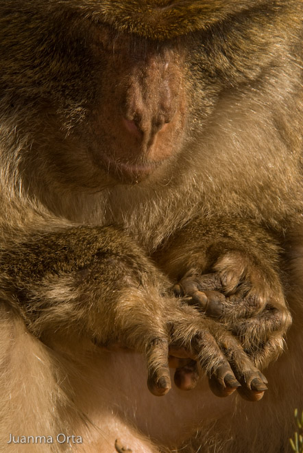 La manicure