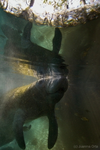 Reflexive manatee