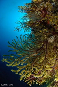 Gorgonias verticales