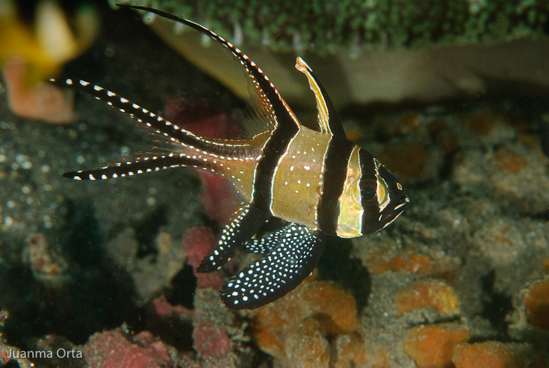 Cardenal de Banggai