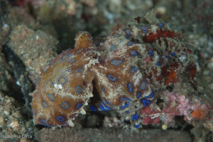 Pulpo de anillos azules