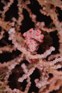 Caballito de mar pigmeo