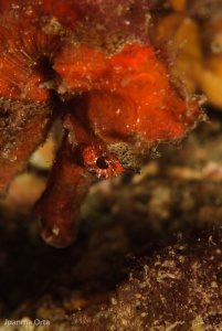 Retrato de caballito de mar