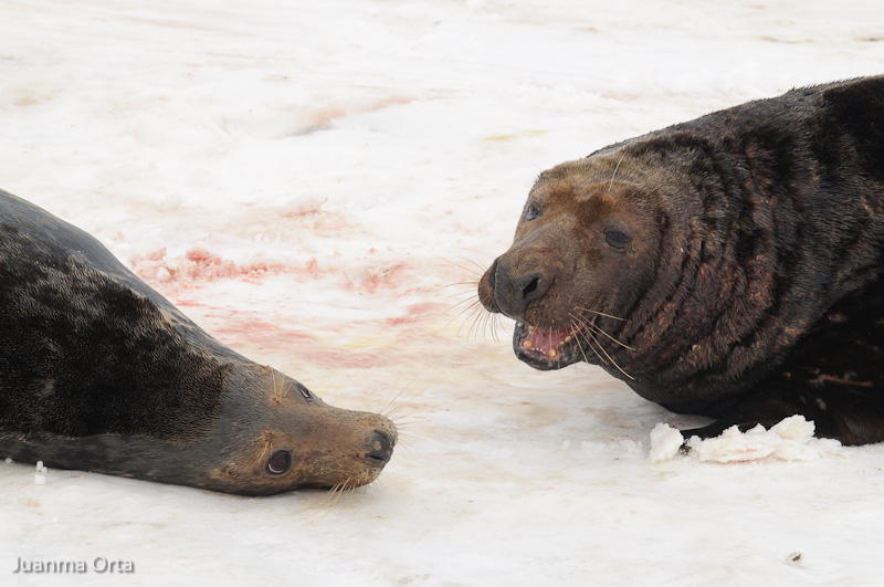 Pelea de novios