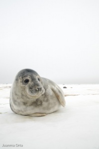 Galería: Focas grises - Donna Nook