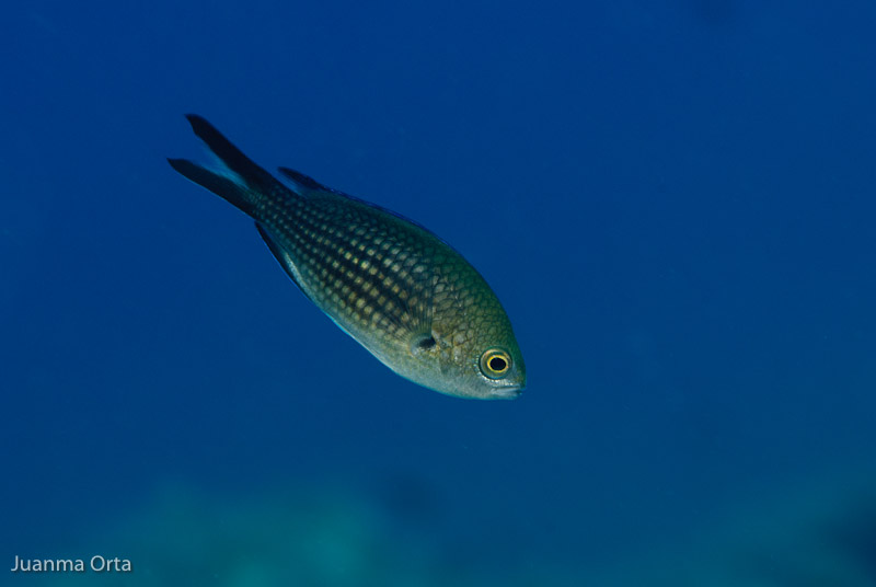 Castañuela (<i>Chromis chromis</i>)