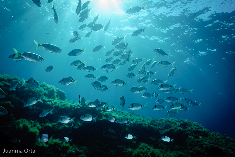 Grupo de mojarras (<i>Diplodus vulgaris</i>)