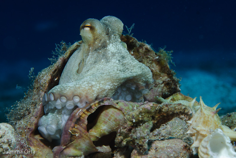 Una acogedora caracola