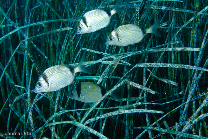 Grupo de mojarras (<i>Diplodus vulgaris</i>)