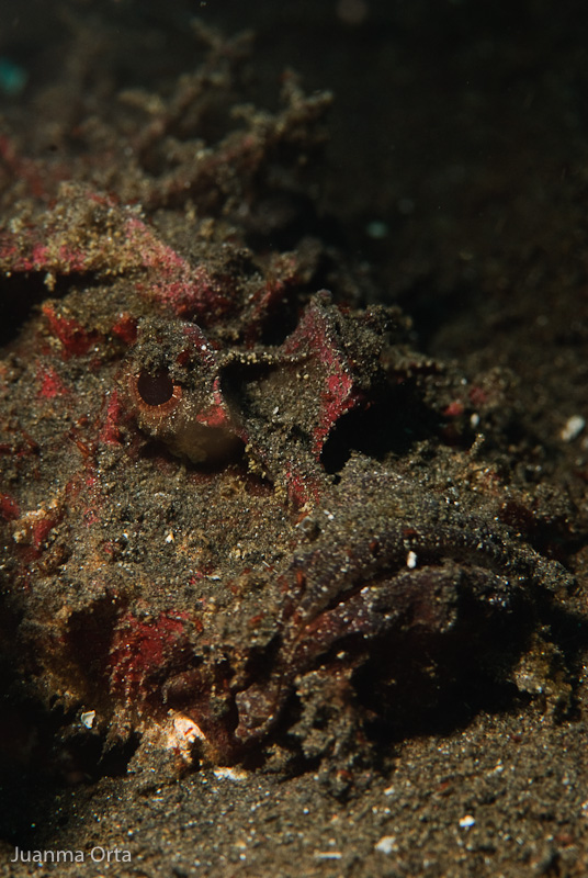 Pez diablo (devil scorpionfish)