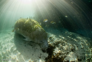 Manatee