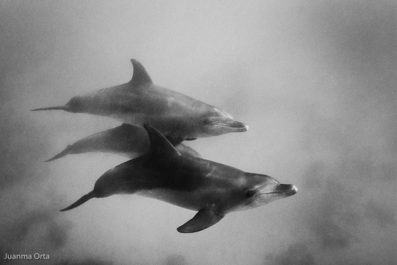 Delfines