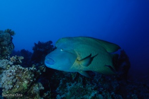 Pez napoleón (Cheilinus undulatus)