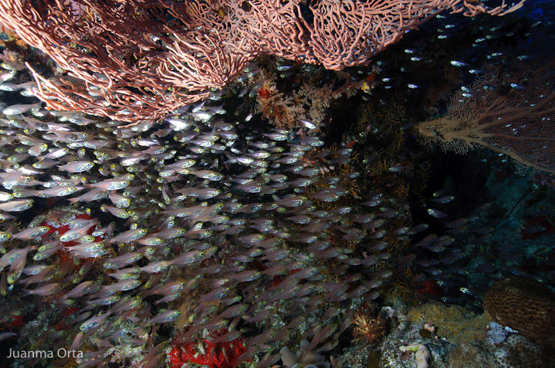 Peces de cristal