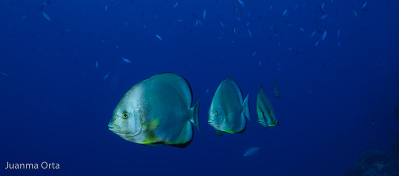 Peces murciélago (Platax sp.)