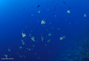 Un grupo de peces estandarte (Heniochus intermedius)