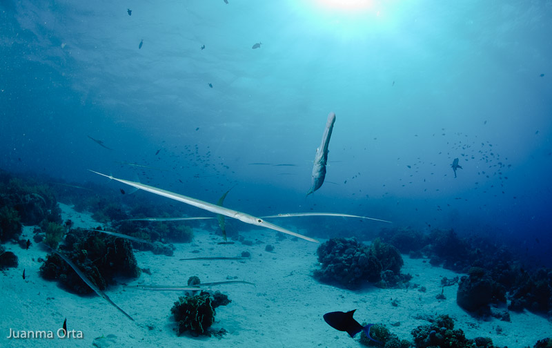 Grupo de peces aguja (Fistularia commersonii)