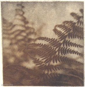 Ferns - bromoil print