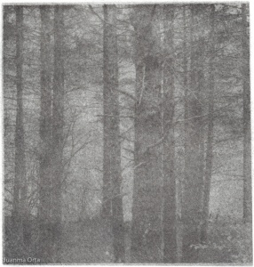 Pine trees - bromoil print