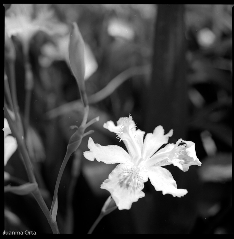 Mayo - Lirio, Jardí Botànic (BCN)