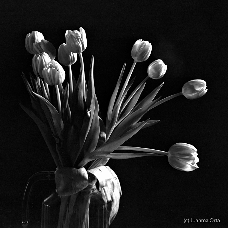 Tulipanes - 2